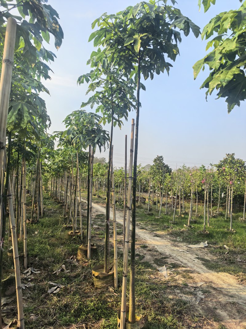 澳洲火焰木2-3-4公分出售自家货源基地直销