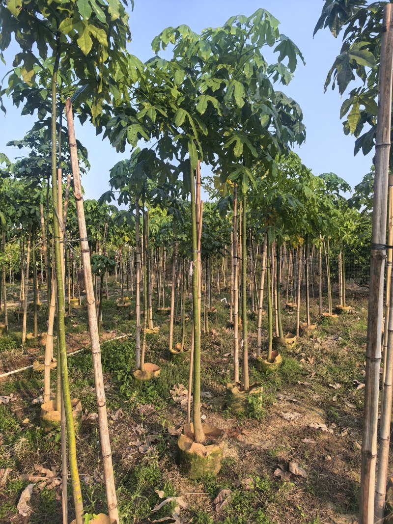 澳洲火焰木2-3-4公分出售自家货源基地直销