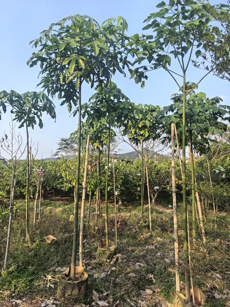 澳洲火焰木2-3-4公分出售自家货源基地直销