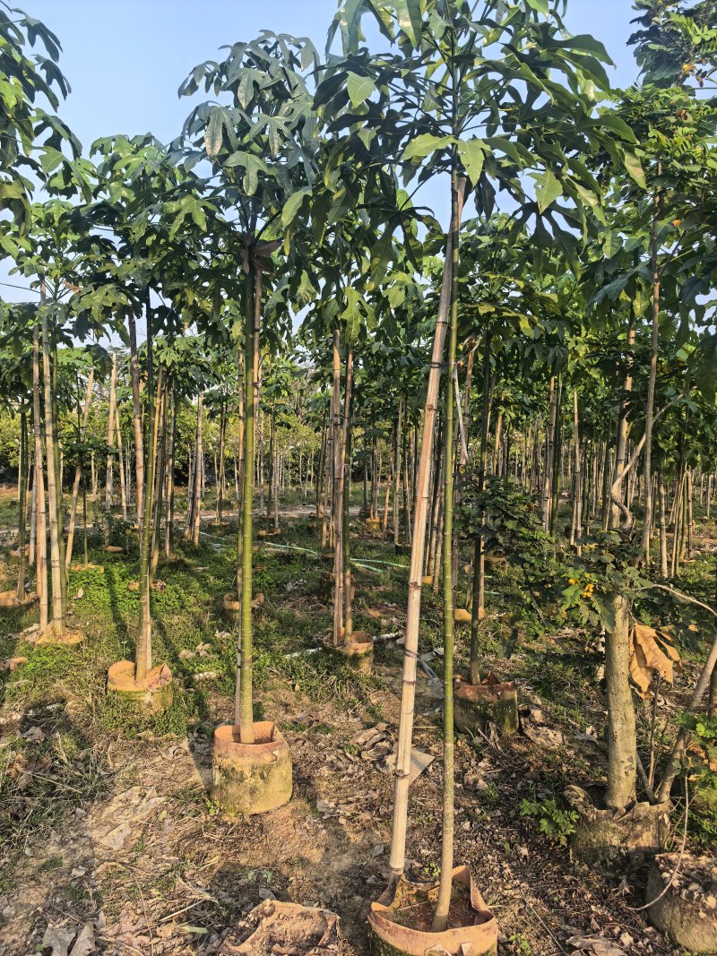 澳洲火焰木2-3-4公分出售自家货源基地直销