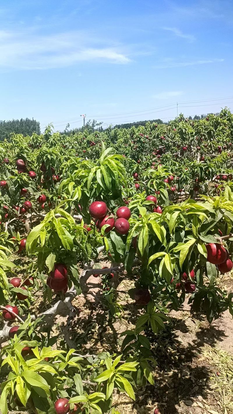 山东聊城万亩油桃产区基地大量现货供应，保质保量，欢迎合作