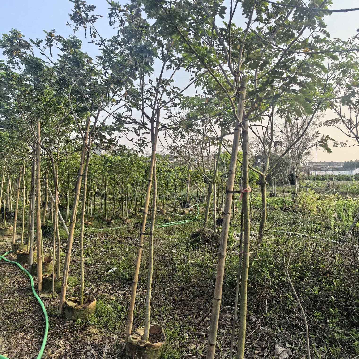 黄花槐3-4-5-6公分出售自家货源基地直销