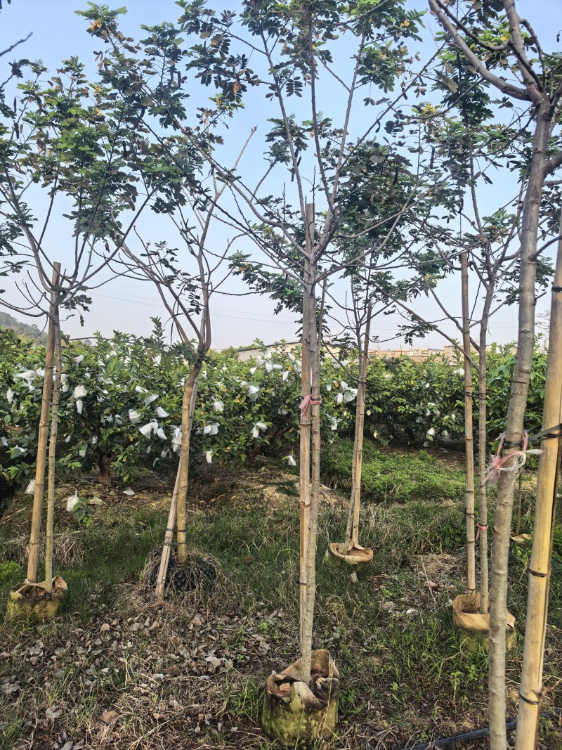 黄花槐3-4-5-6公分出售自家货源基地直销