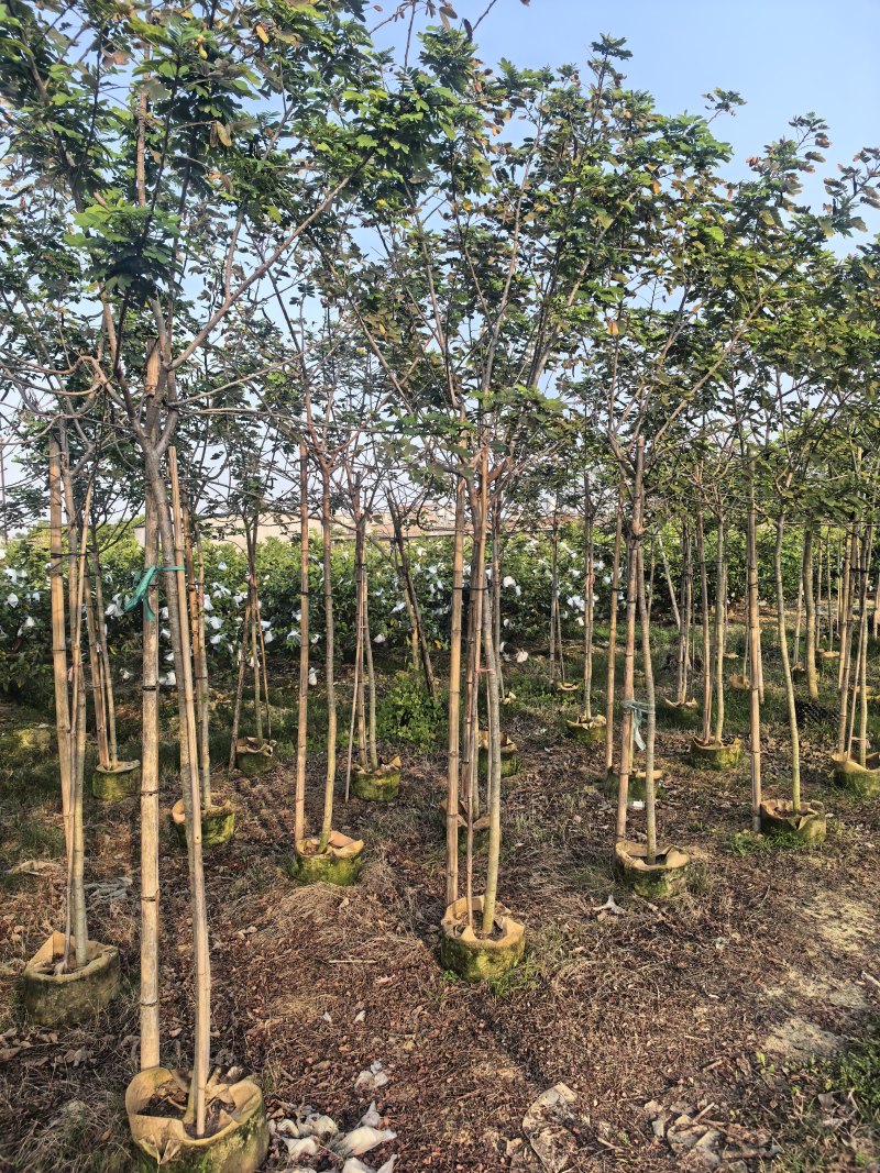 黄花槐3-4-5-6公分出售自家货源基地直销