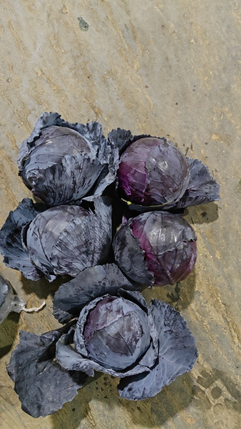 湖北精品紫甘蓝，货源充足产地直发实力代发全国