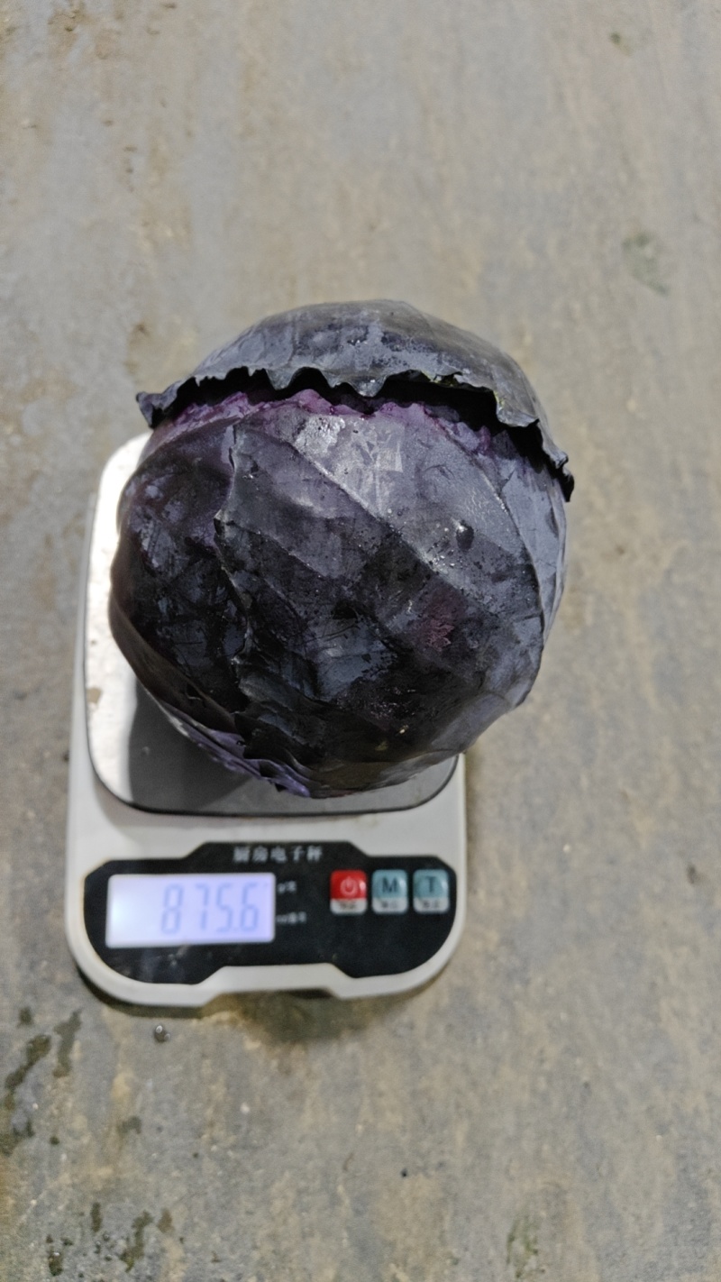 湖北精品紫甘蓝，货源充足产地直发实力代发全国