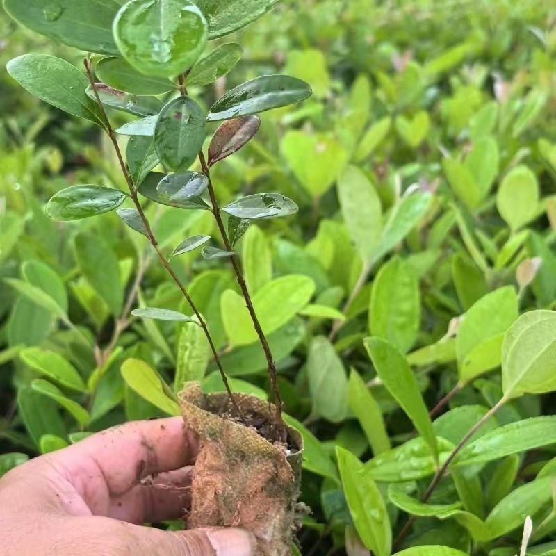 正品捻子树苗桃金娘别墅庭院阳台花树四季种植常绿盆栽植物