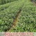 正品捻子树苗桃金娘别墅庭院阳台花树四季种植常绿盆栽植物