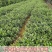 正品捻子树苗桃金娘别墅庭院阳台花树四季种植常绿盆栽植物