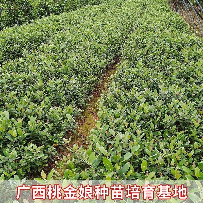 正品捻子树苗桃金娘别墅庭院阳台花树四季种植常绿盆栽植物