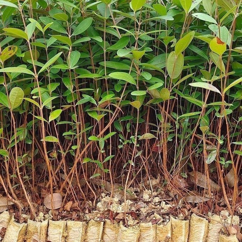 正品捻子树苗桃金娘别墅庭院阳台花树四季种植常绿盆栽植物
