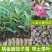 正品捻子树苗桃金娘别墅庭院阳台花树四季种植常绿盆栽植物