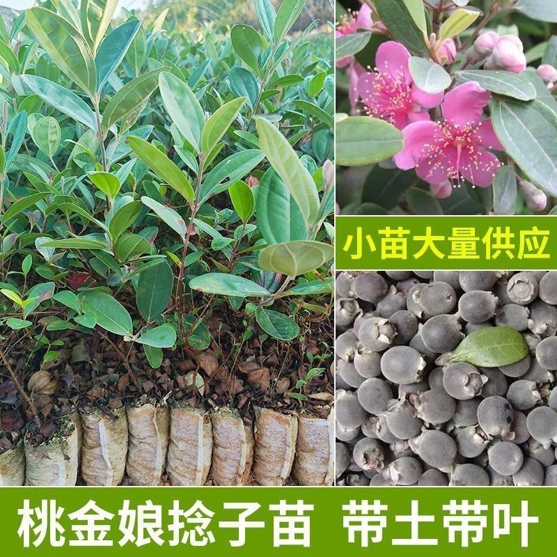 正品捻子树苗桃金娘别墅庭院阳台花树四季种植常绿盆栽植物