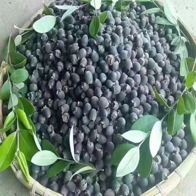 正品捻子树苗桃金娘别墅庭院阳台花树四季种植常绿盆栽植物