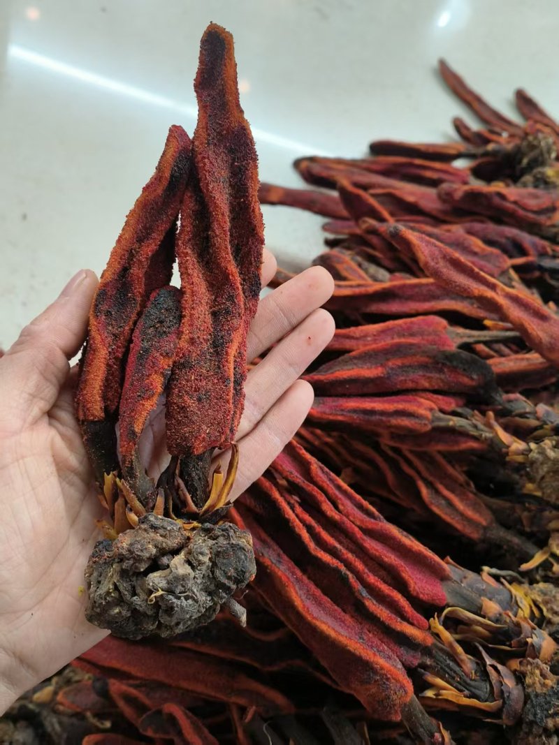 回春草