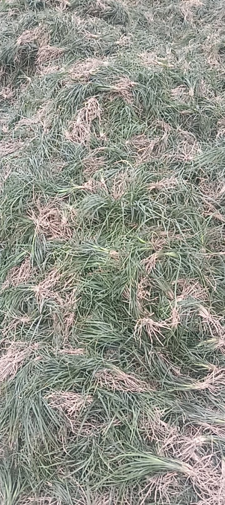麦冬苗