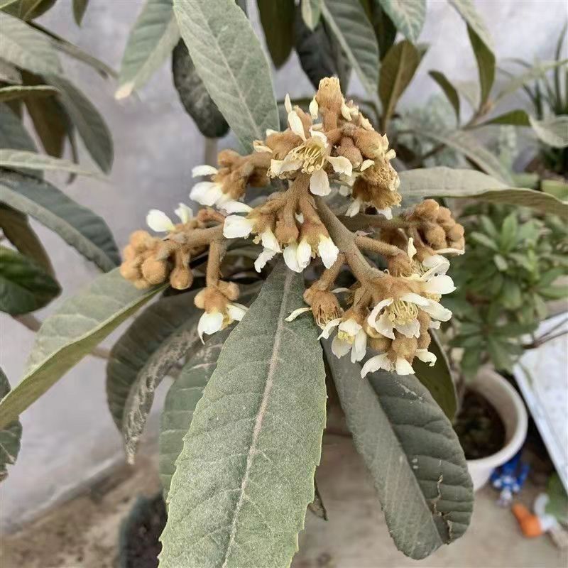 嫁接大五星枇杷苗盆栽果树苗纯甜耐寒品种结果琵琶苗种植枇杷