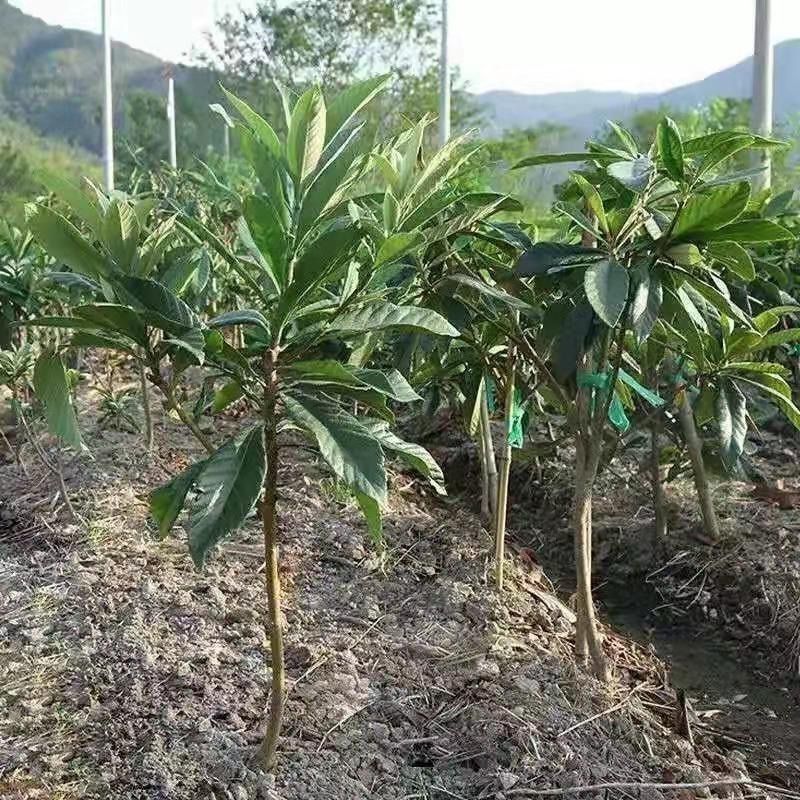 嫁接大五星枇杷苗盆栽果树苗纯甜耐寒品种结果琵琶苗种植枇杷