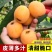 嫁接大五星枇杷苗盆栽果树苗纯甜耐寒品种结果琵琶苗种植枇杷