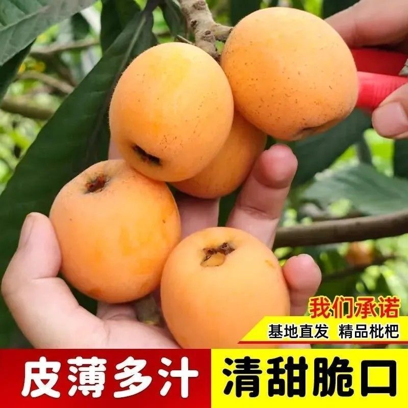 嫁接大五星枇杷苗盆栽果树苗纯甜耐寒品种结果琵琶苗种植枇杷