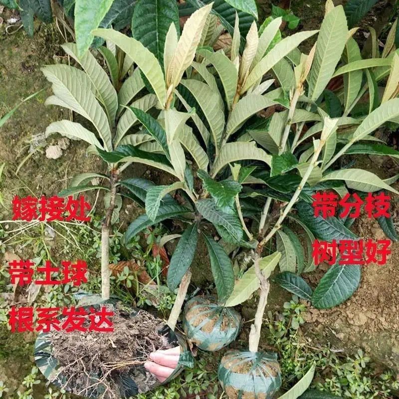嫁接大五星枇杷苗盆栽果树苗纯甜耐寒品种结果琵琶苗种植枇杷