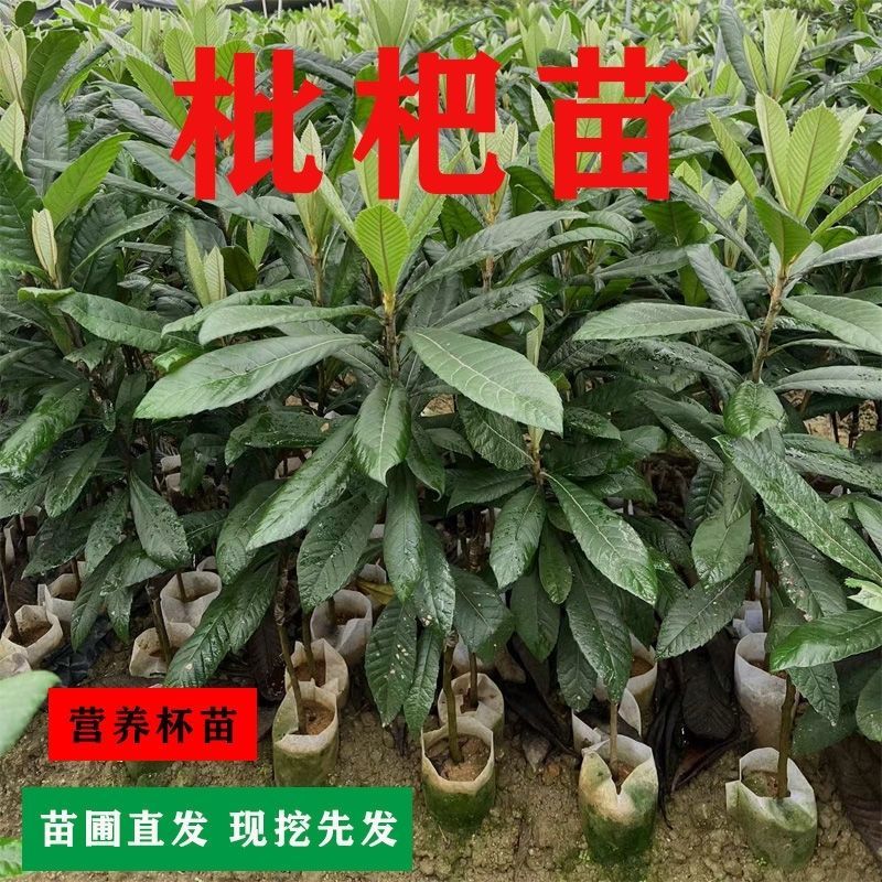 嫁接大五星枇杷苗盆栽果树苗纯甜耐寒品种结果琵琶苗种植枇杷