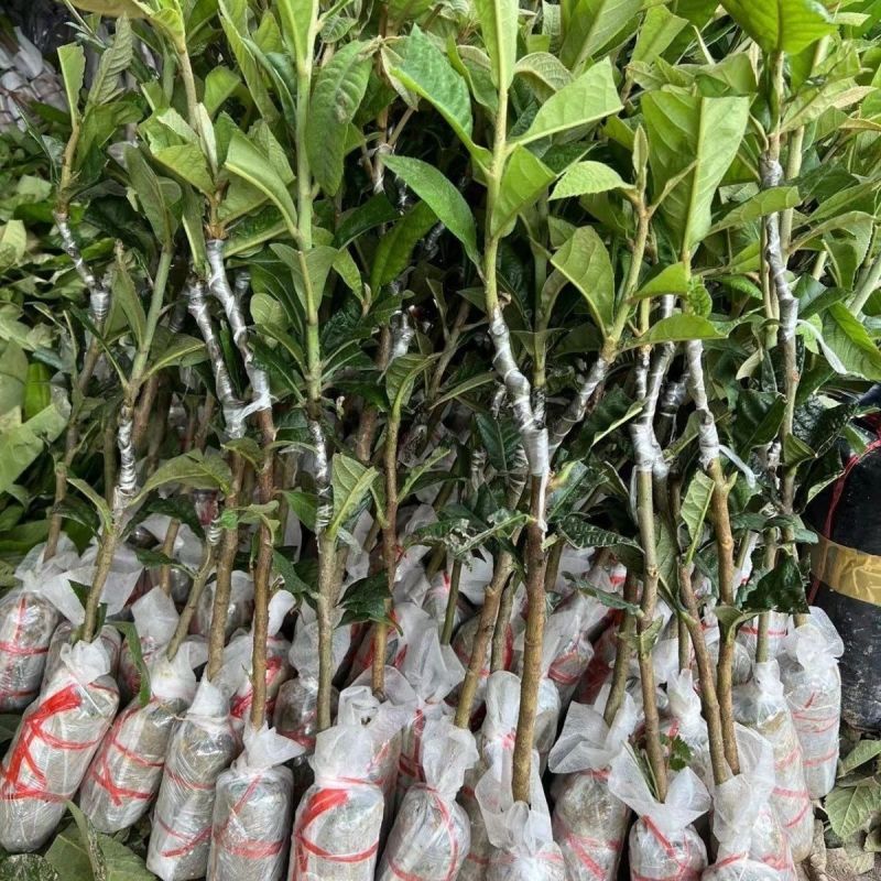 嫁接大五星枇杷苗盆栽果树苗纯甜耐寒品种结果琵琶苗种植枇杷
