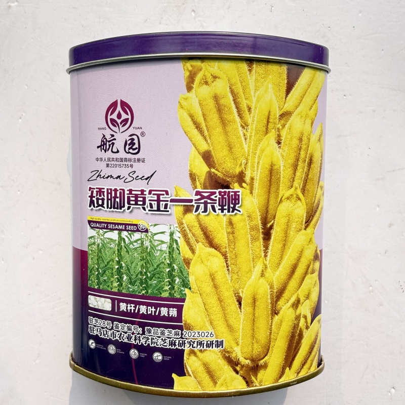 矮脚黄金一条鞭芝麻种黄杆结朔多喷香白芝麻种原装200克