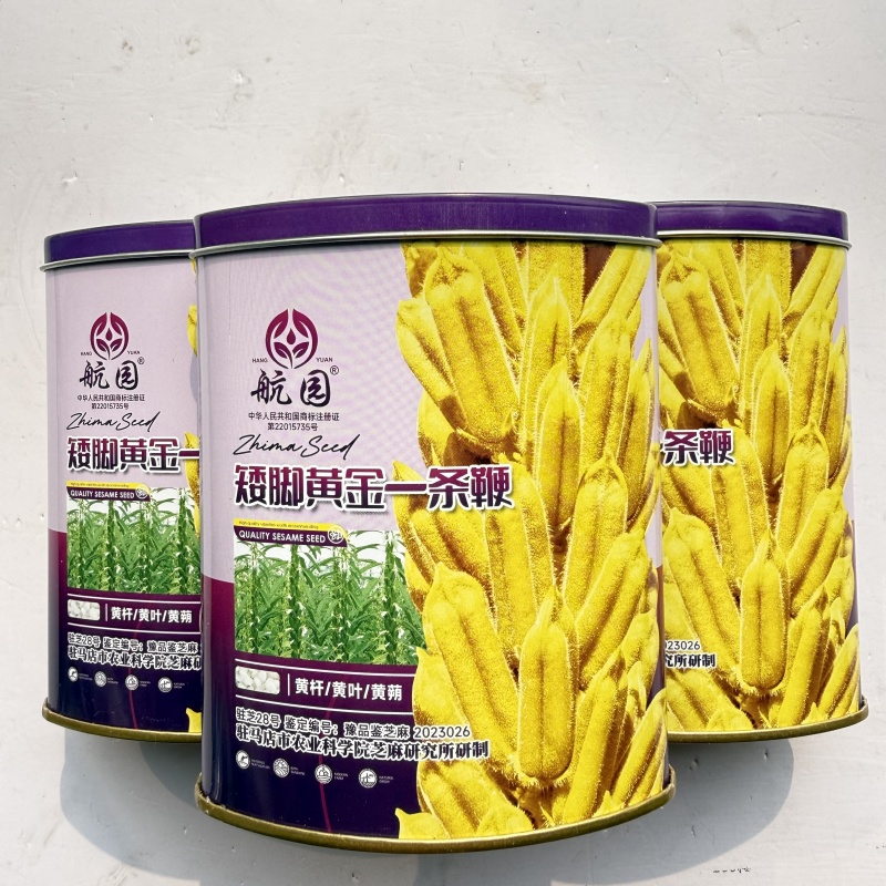 矮脚黄金一条鞭芝麻种黄杆结朔多喷香白芝麻种原装200克