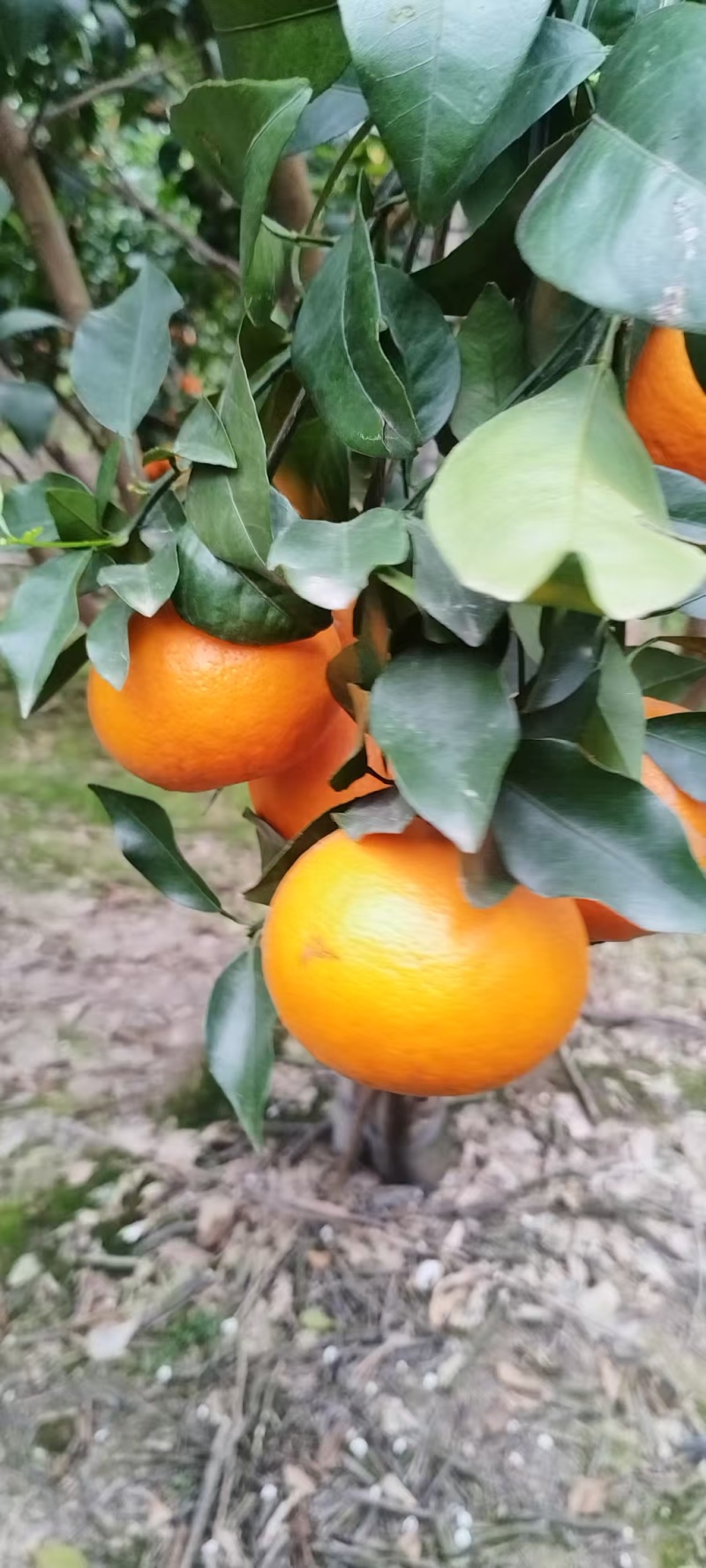 沃柑