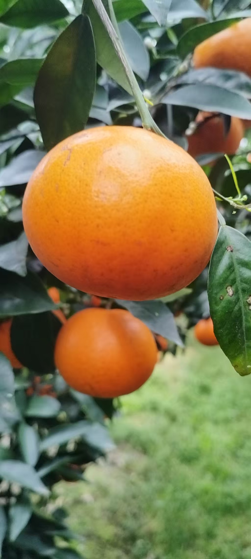 沃柑