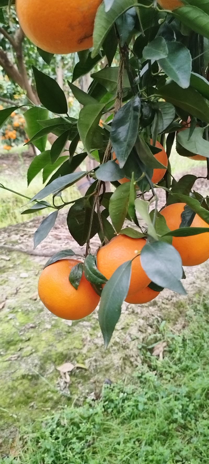 沃柑