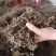 福建高胶凉粉草仙草干仙草纯叶子黑凉粉龟苓膏原料批发零售