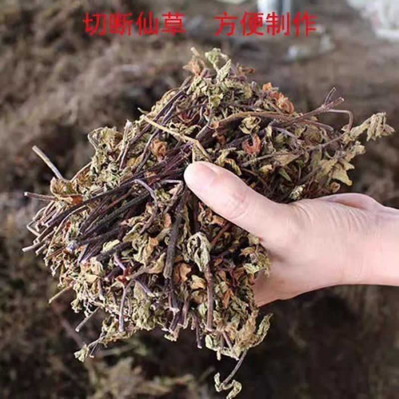 福建高胶凉粉草仙草干仙草纯叶子黑凉粉龟苓膏原料批发零售