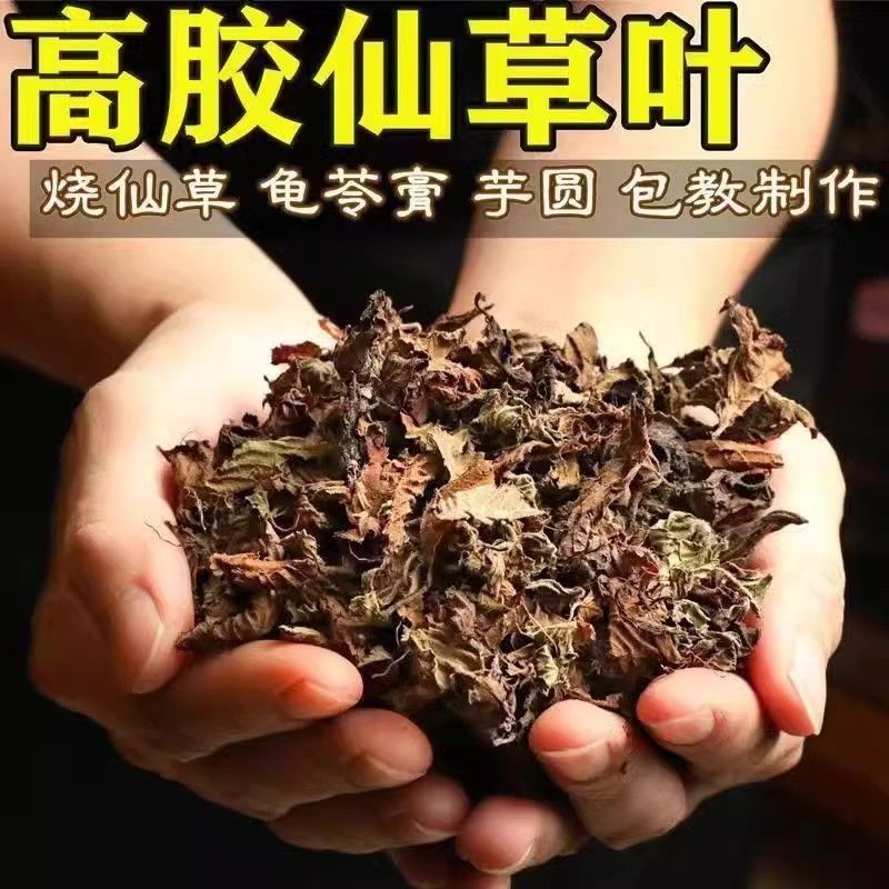 福建高胶凉粉草仙草干仙草纯叶子黑凉粉龟苓膏原料批发零售