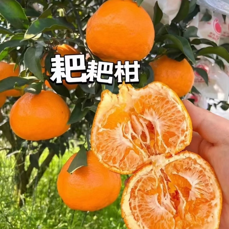 春见耙耙柑