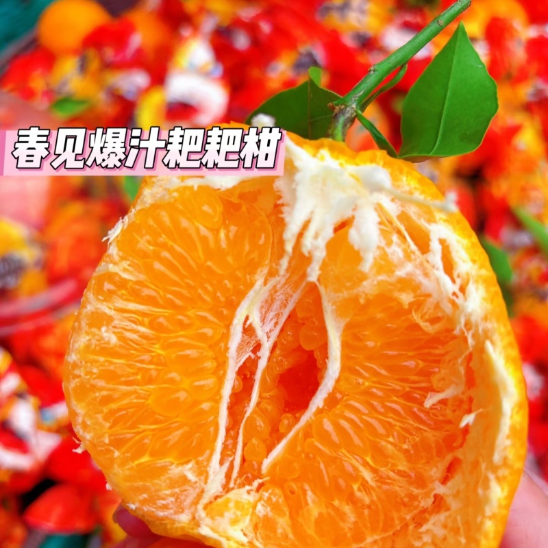 春见耙耙柑