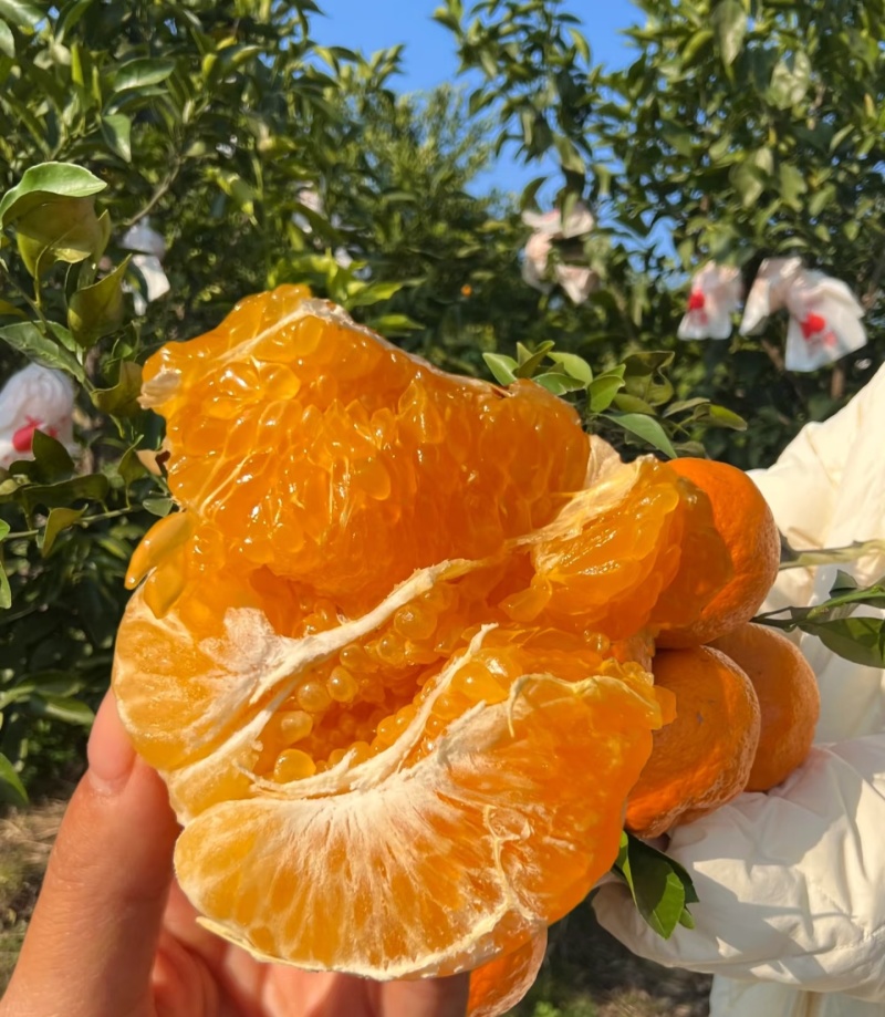 春见耙耙柑