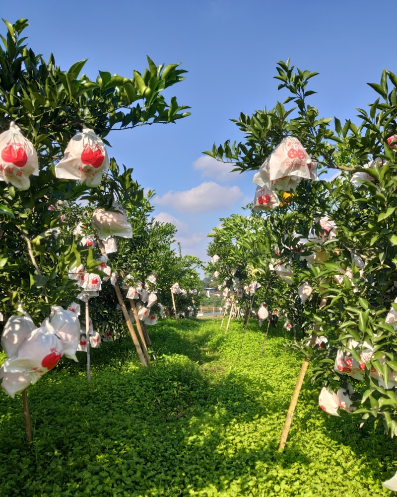 春见耙耙柑
