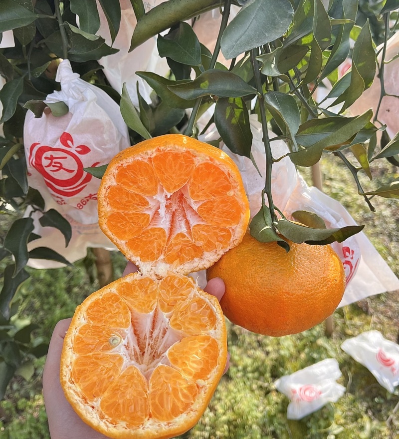 春见耙耙柑