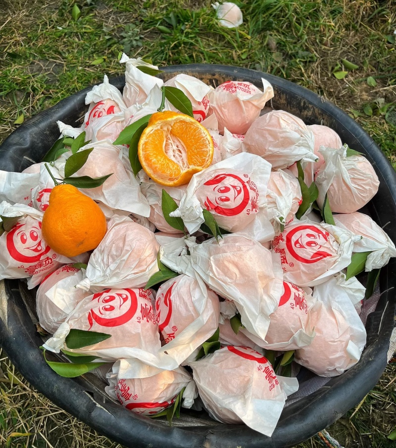 春见耙耙柑