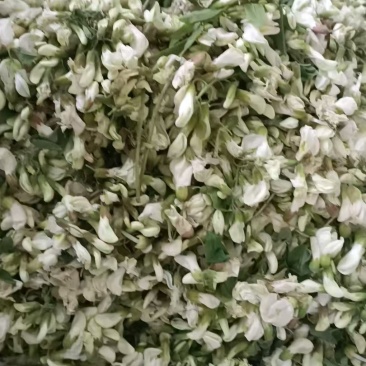 河南南阳洋槐花万亩基地大量供货量大质优价格优惠