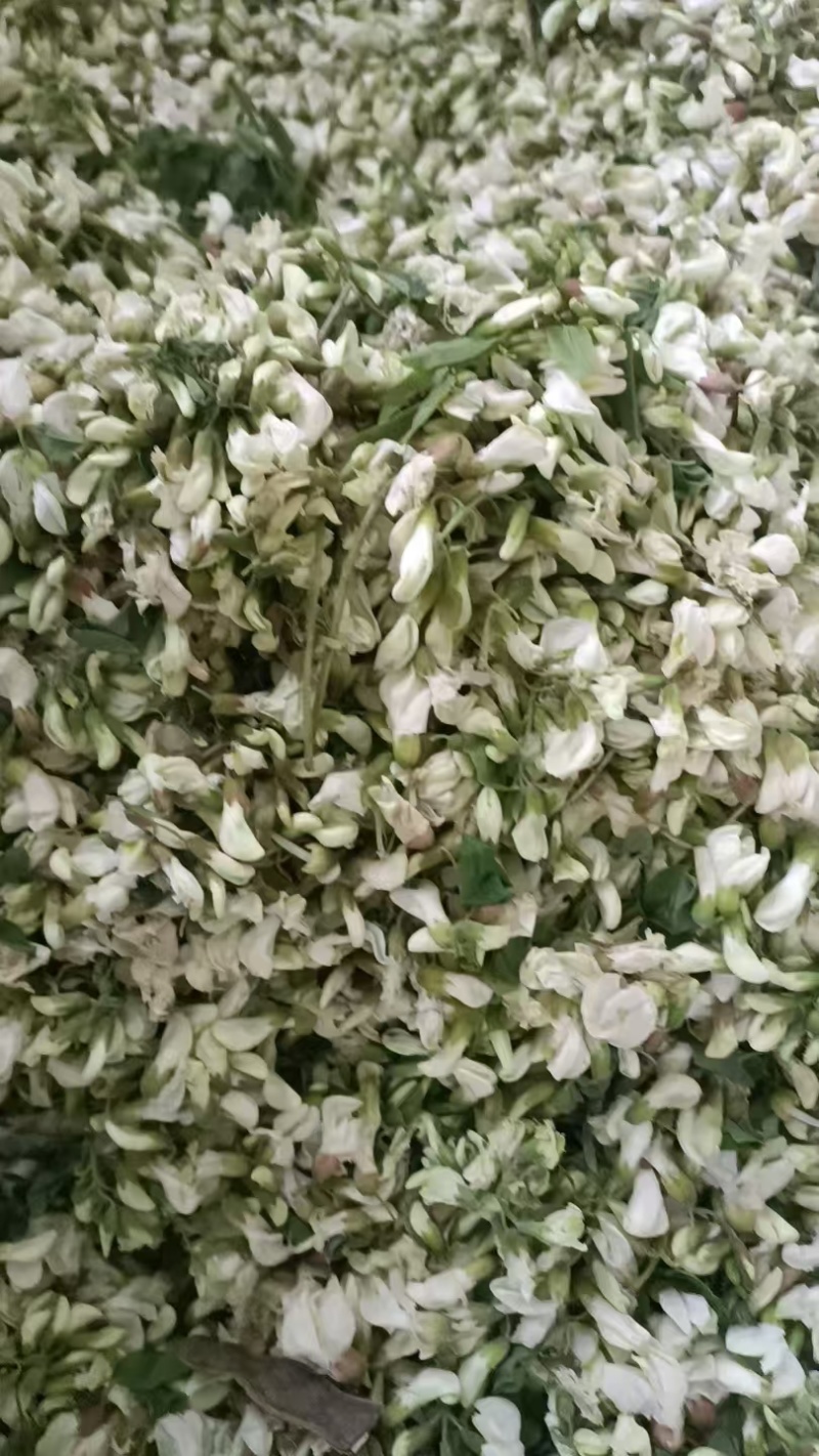 河南南阳洋槐花万亩基地大量供货量大质优价格优惠