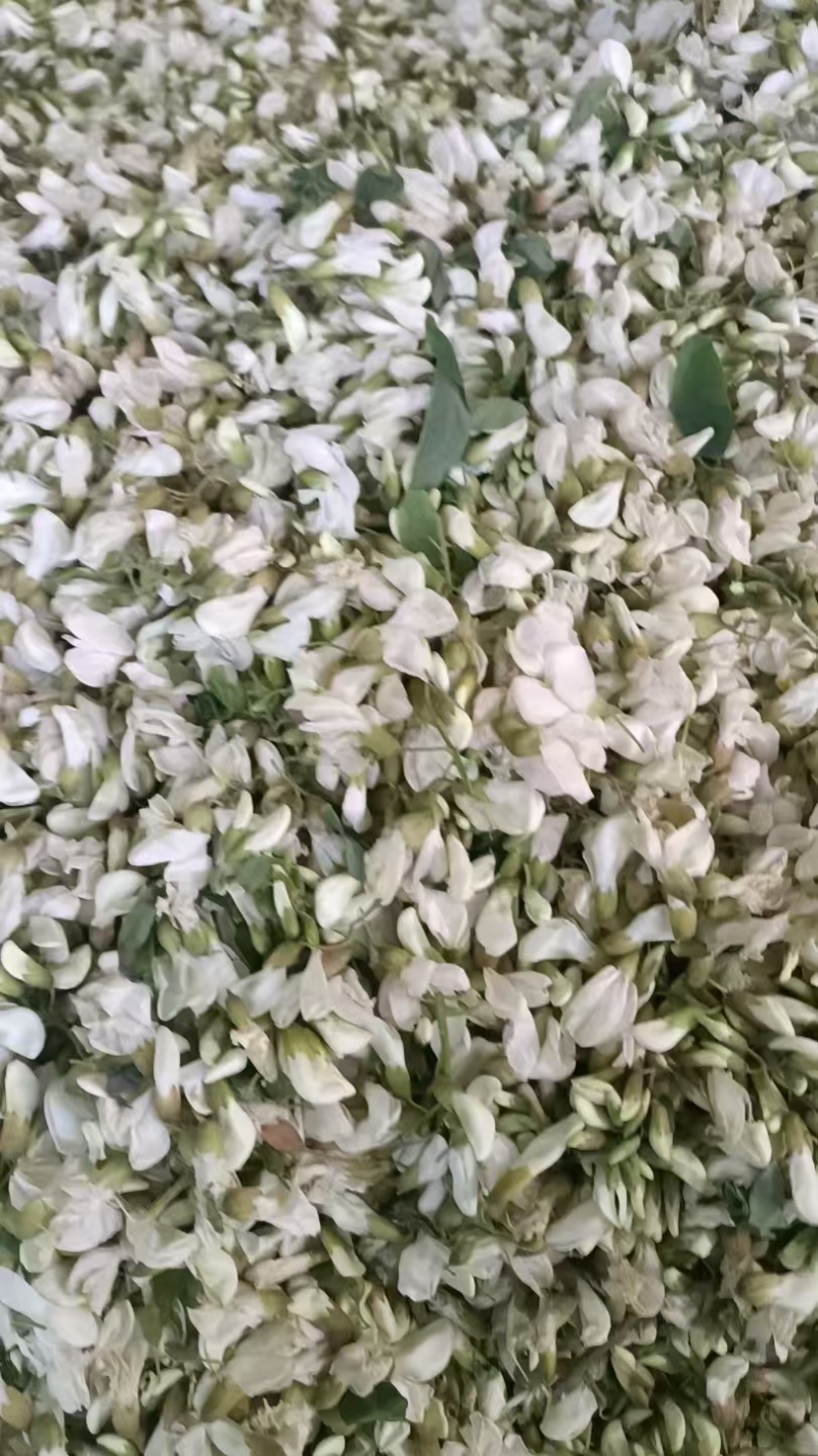 河南南阳洋槐花万亩基地大量供货量大质优价格优惠