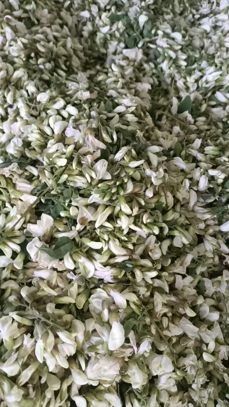 河南南阳洋槐花万亩基地大量供货量大质优价格优惠