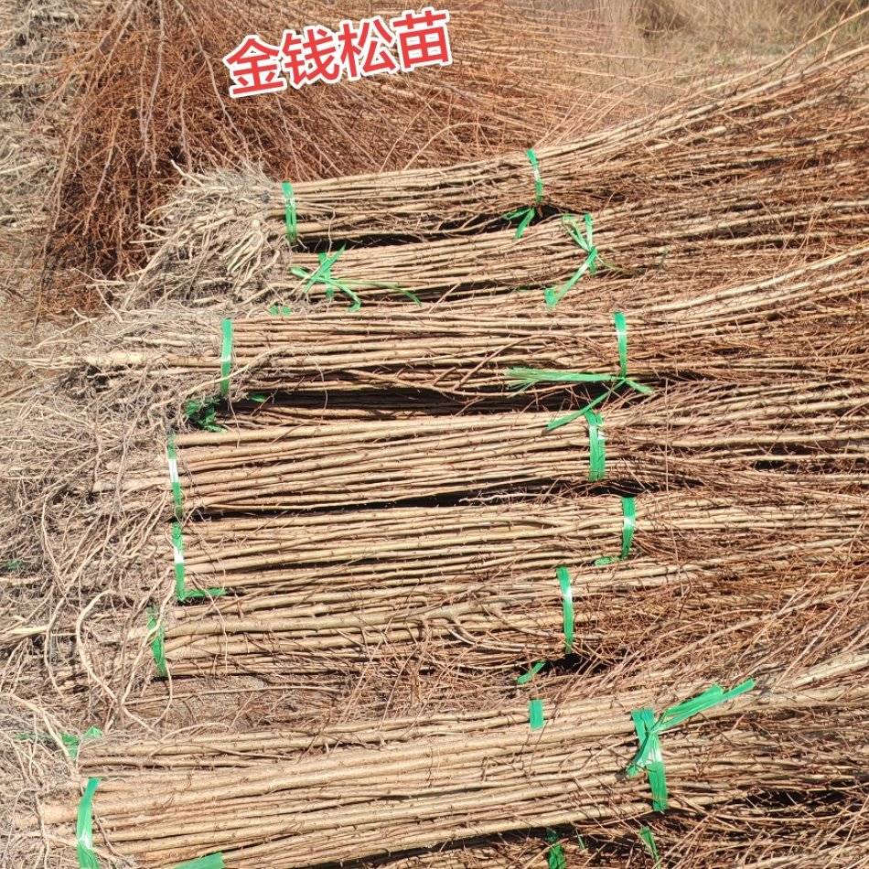 金钱松苗大量上市产地直发价格优惠支持视频看货成活率高