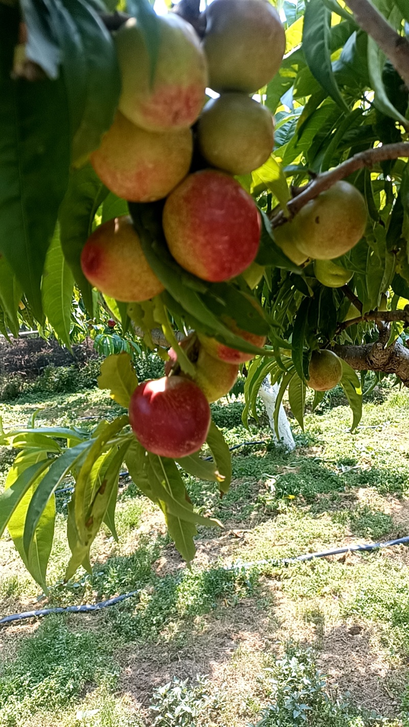 云南露天黄心油桃/脆甜/市场/电商一件代发