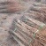 金钱松苗大量上市产地直发价格优惠支持视频看货成活率高