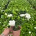 栀子花盆栽