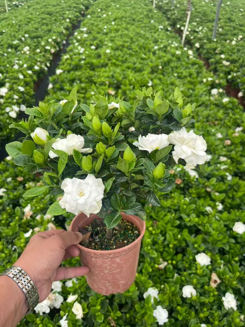 栀子花盆栽